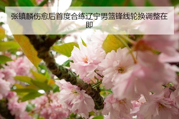 张镇麟伤愈后首度合练辽宁男篮锋线轮换调整在即